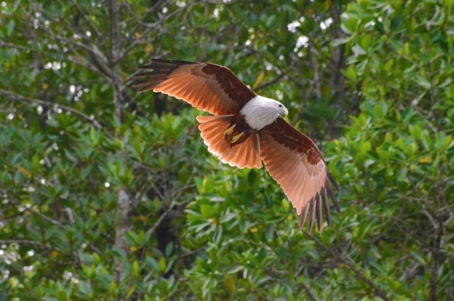 Johor: Desaru Coast Birdwatching Tour