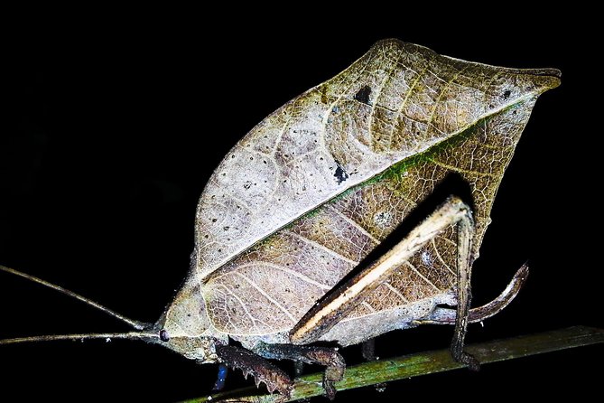 Jungle Night Tour Manuel Antonio