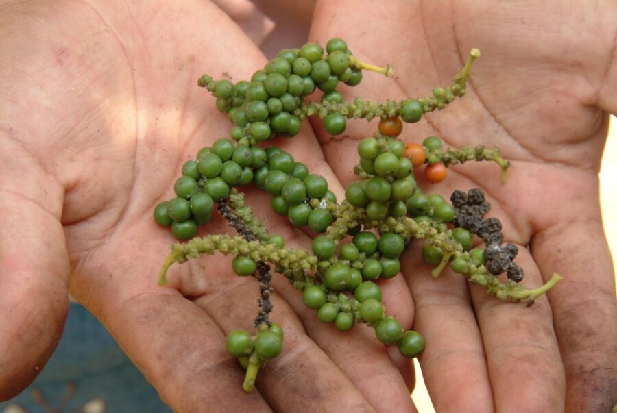 KAMPOT PEPPER EXPERIENCE by Discovery Center, Kep West