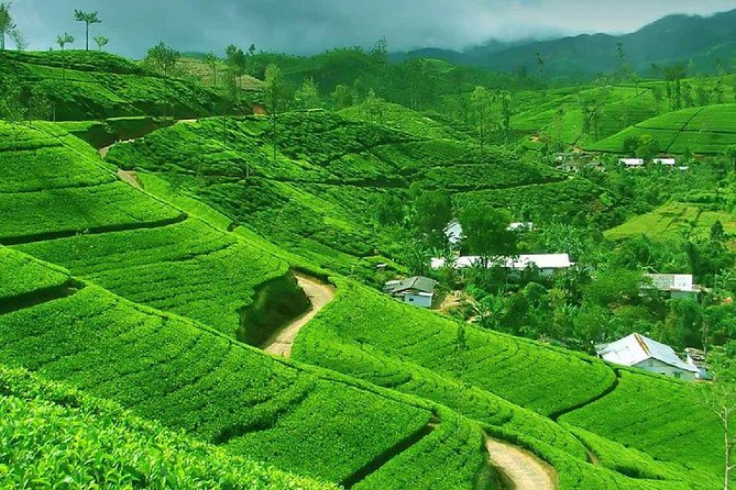 Kandy to Nuwara Eliya Private Day Tour