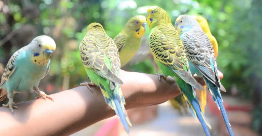 Kedah: Wildlife Park Langkawi Admission Ticket