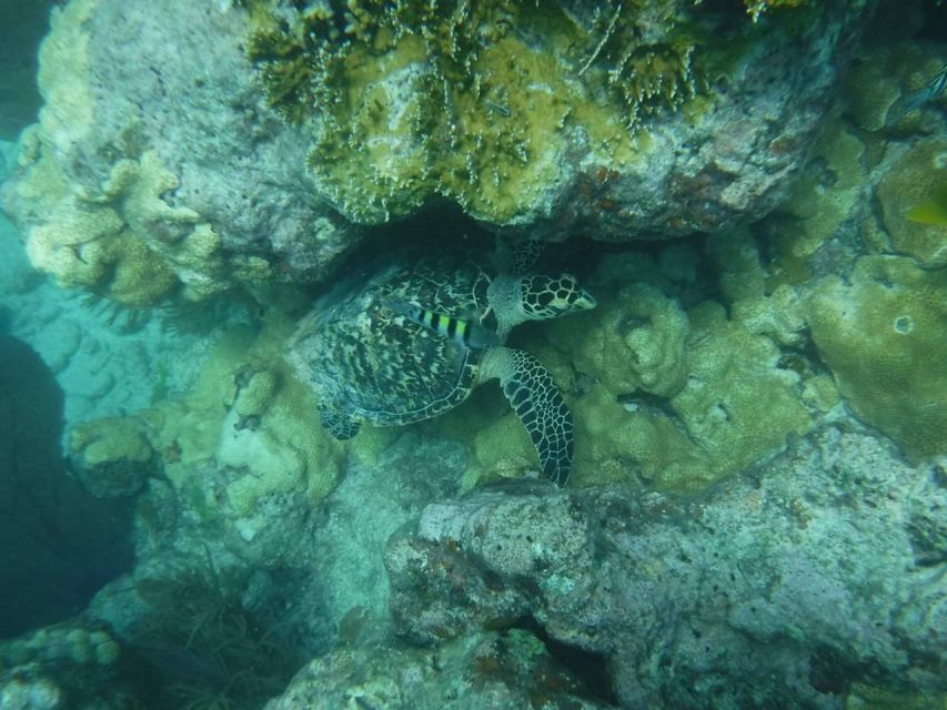 Key West: 3-Hour Afternoon Reef Snorkel With Drinks - Reef Snorkel Experience