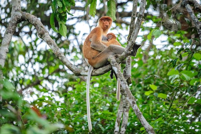 Kinabatangan River Cruise From Sandakan