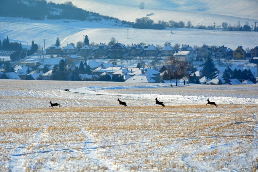 Krakow: Private or Small-Group Zakopane Tour & Thermal Pools