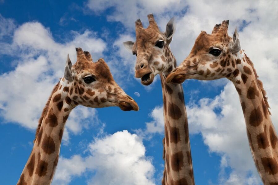 Krakow: Zoo With Hotel Pickup - Overview and Pricing