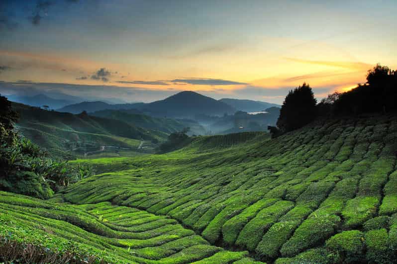 Kuala Lumpur: One-Way Transfer to Cameron Highlands