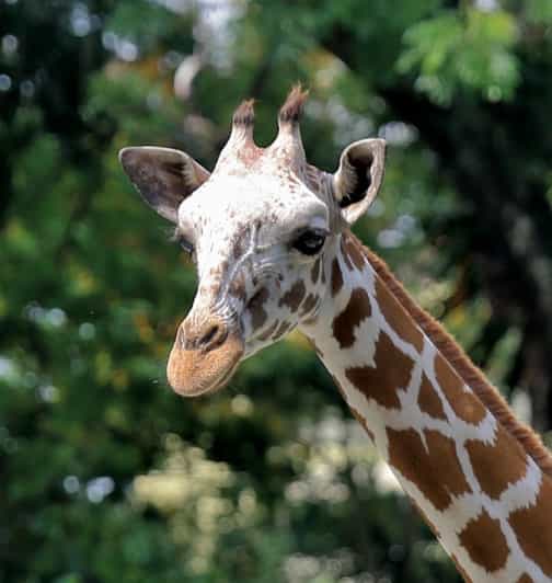 Kuala Lumpur: Zoo Negara Instant Entry E-Ticket