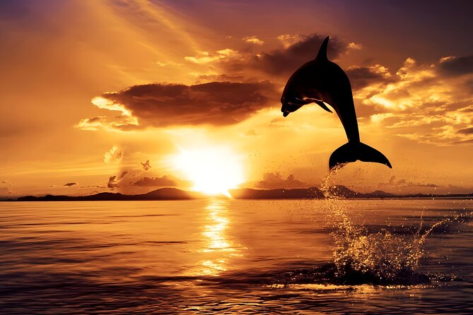 4 Best Dolphin Watching Tours In Seminyak