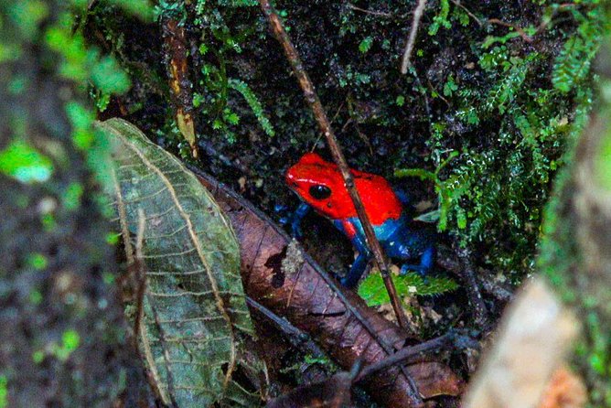 La Fortuna Waterfall Guided Hike Experience