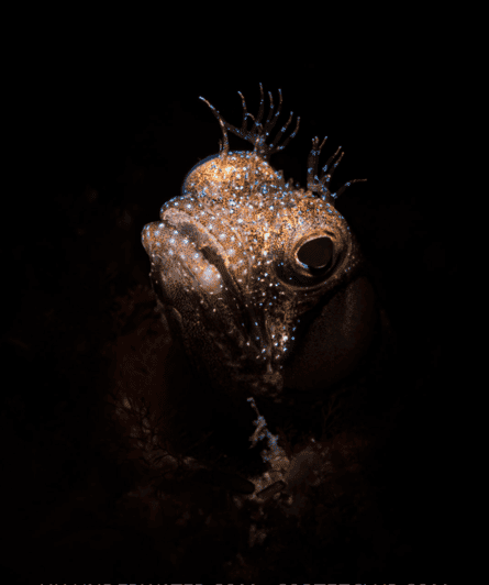 La Paz: Night Dive Experience