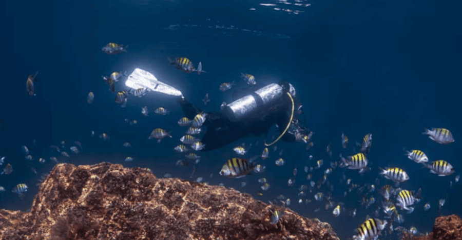 La Paz: Punta Lobos Dive Site