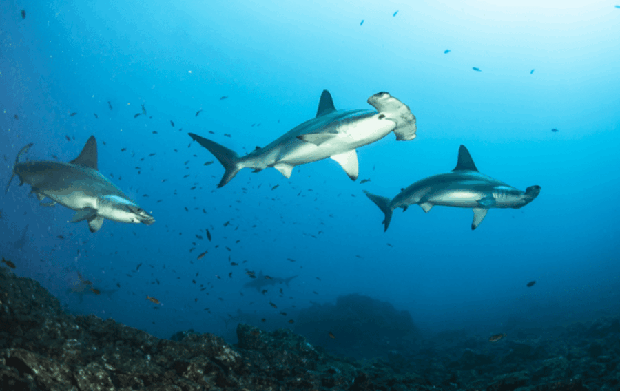 La Paz: Scuba Diving at El Bajo, Marisla Sea Mount