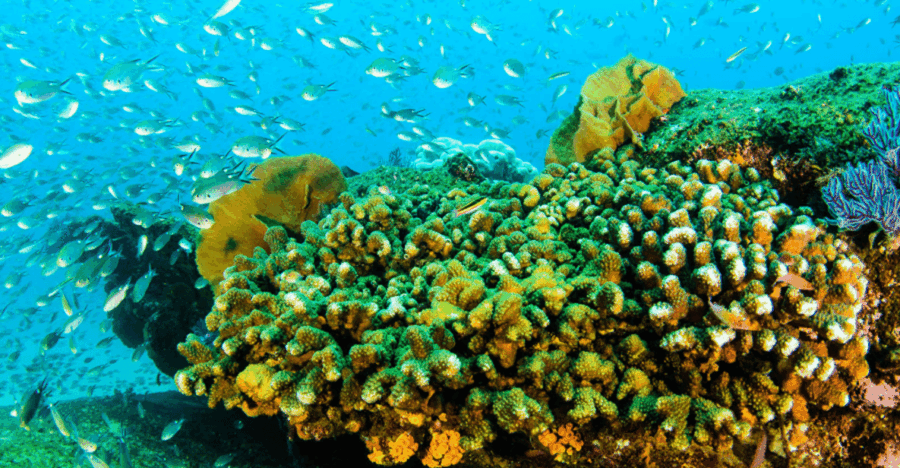 La Paz: Swanee Reef Dive Experience