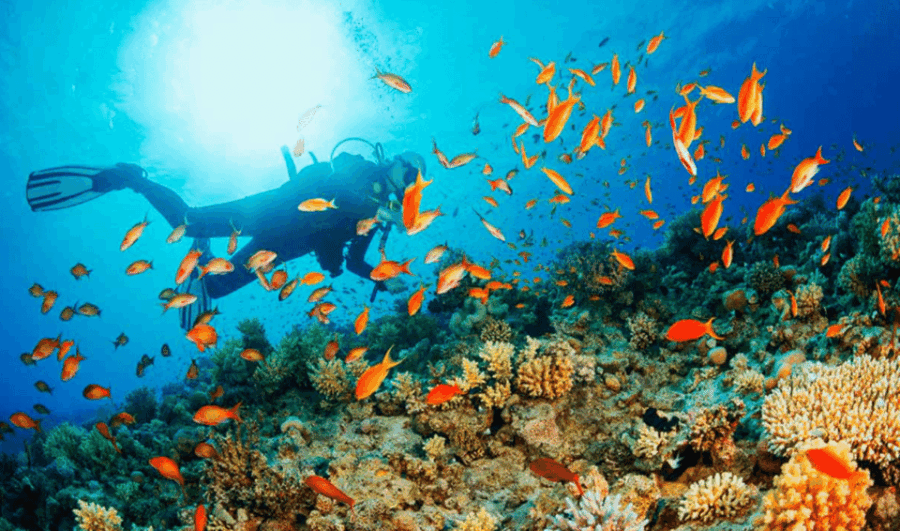 La Paz: Whale Island Dive Site