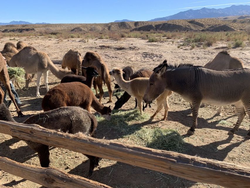 2 Best Safari Tours In Las Vegas