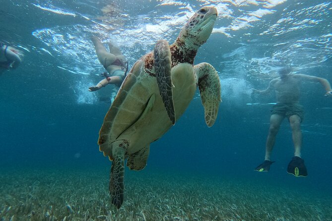 Lets Snorkel Hol Chan the Best Marine Reserve in Belize