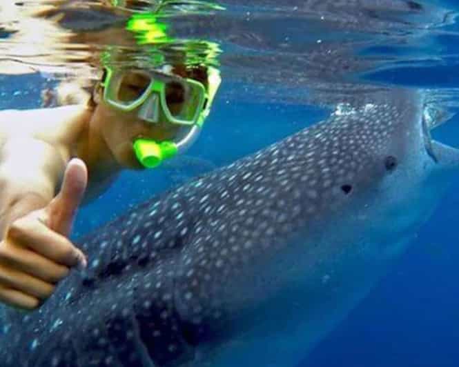 Lila Bohol: Swimming & Whale Shark Watching