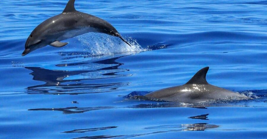 Lisbon: Tagus River Cruise to the Ocean & Dolphin Watching - Activity Overview
