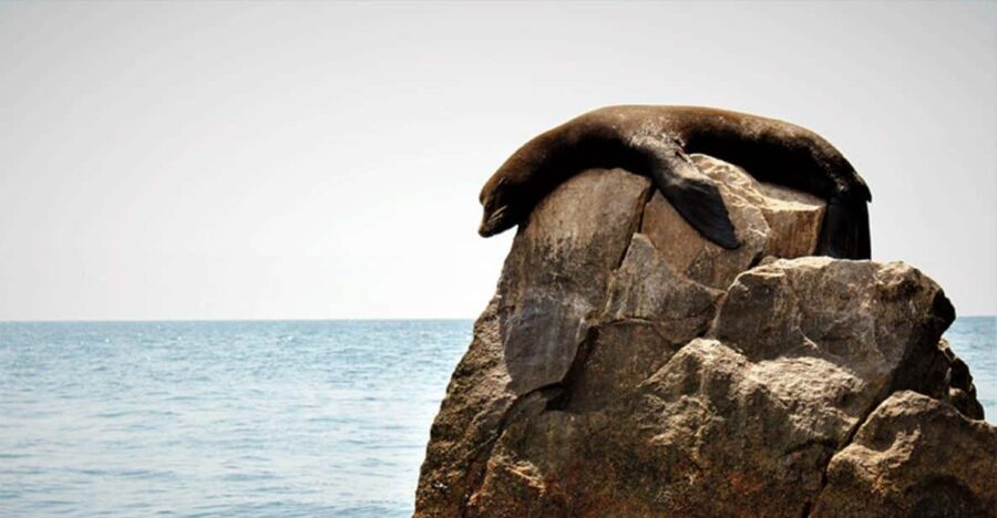 Los Cabos: Scenic Boat Ride Experience