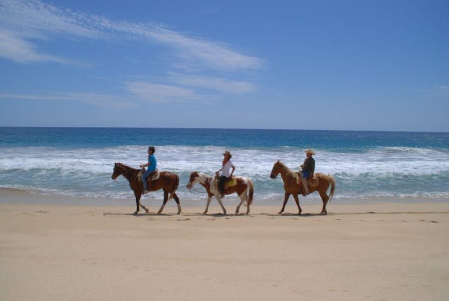 Los Cabos: Tranquil Horse Riding Experience - Diverse Landscapes Await