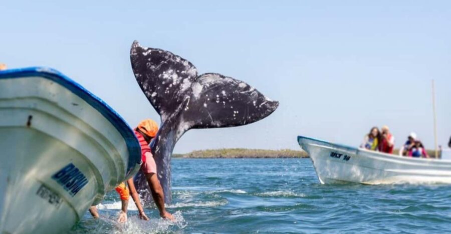 Los Cabos: Whale Watching Experience