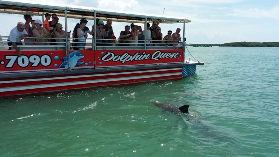 2 Best Dolphin Watching Tours In Madeira Beach