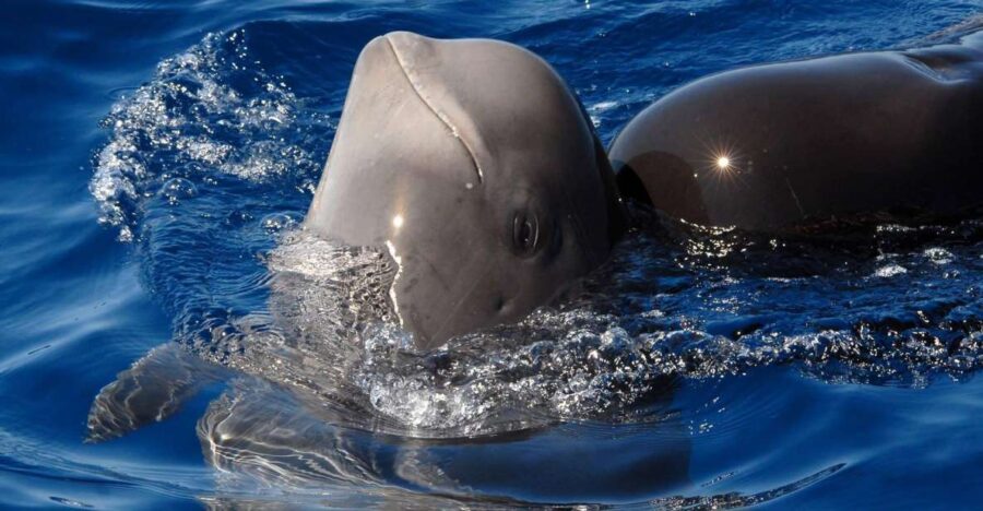Madeira: Whale and Dolphin Watching Tour