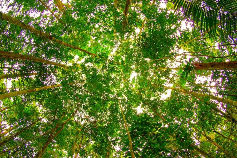 Manaus: Amazon Jungle Half-Day Walking Tour