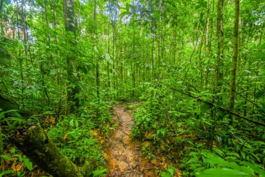 Manaus: Amazonas Jungle Trek & Anavilhanas Archipelago