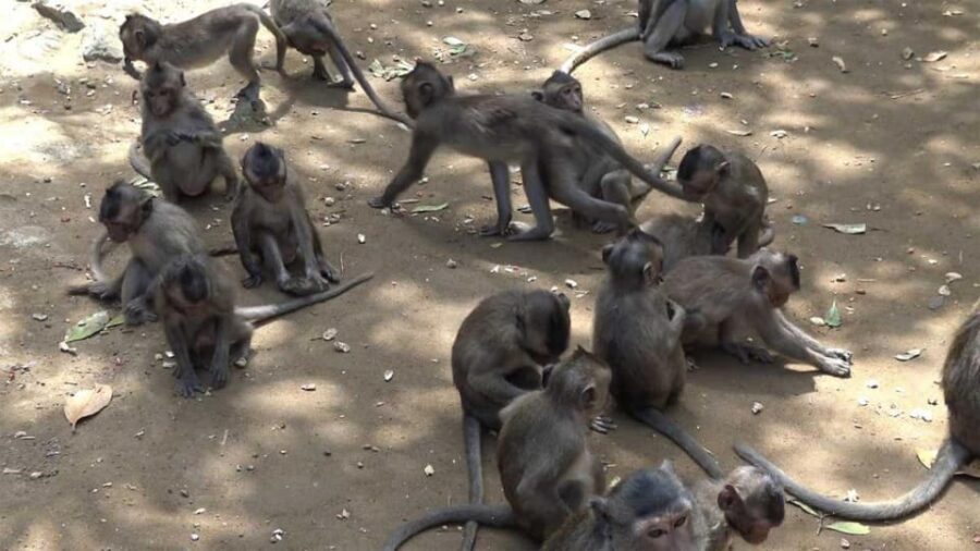 Mangrove Forest& Monkey Island FULL DAY TRIP