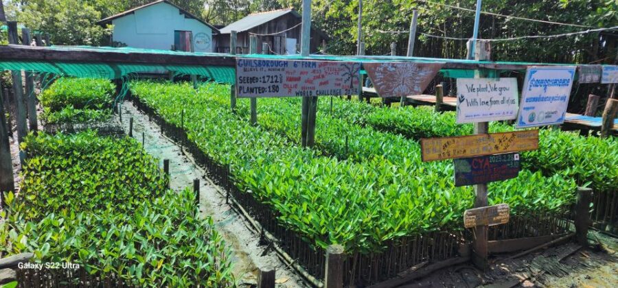 MANGROVES GREEN ESCAPES by Discovery Center, Kep West - Activities