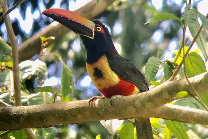 Manuel Antonio National Park Afternoon Wildlife Experience - Overview of the Tour