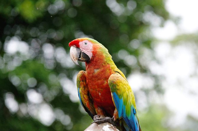 Manuel Antonio National Park; Beach & Sightseeing Day Trip From San Jose