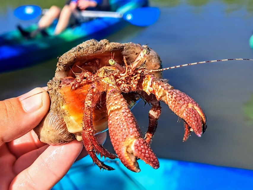 Marco Island: Kayak Mangrove Ecotour in Rookery Bay Reserve