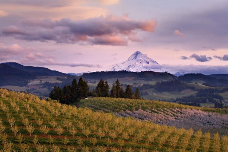 Mendoza: Half-Day Wine Tour With Tastings and Lunch
