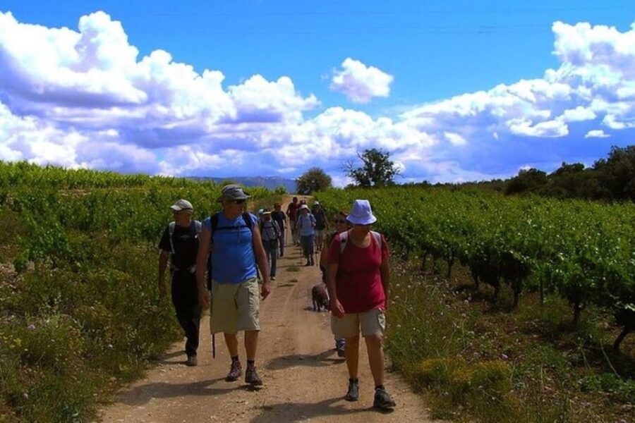 Mendoza: Wineries and Olive Oil