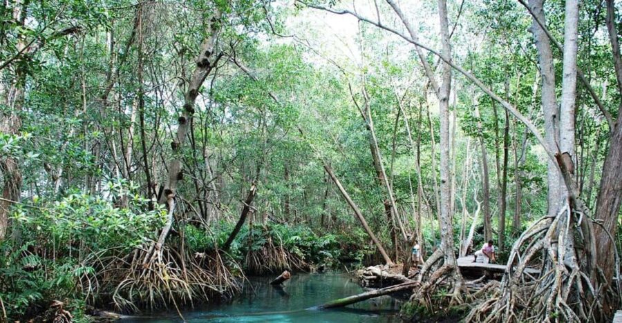 Merida: Celestun Beach and Mangrove Boat Ride Day Trip