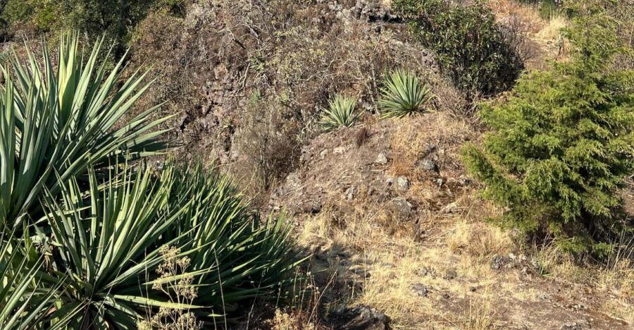 Mexico City Hiking Tour to the Extinct Volcano Xitle - Tour Overview