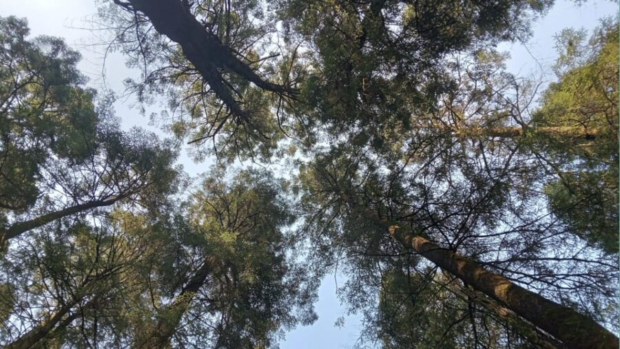Mexico City: Morning Hiking at Mirador Coconetla - Activity Overview