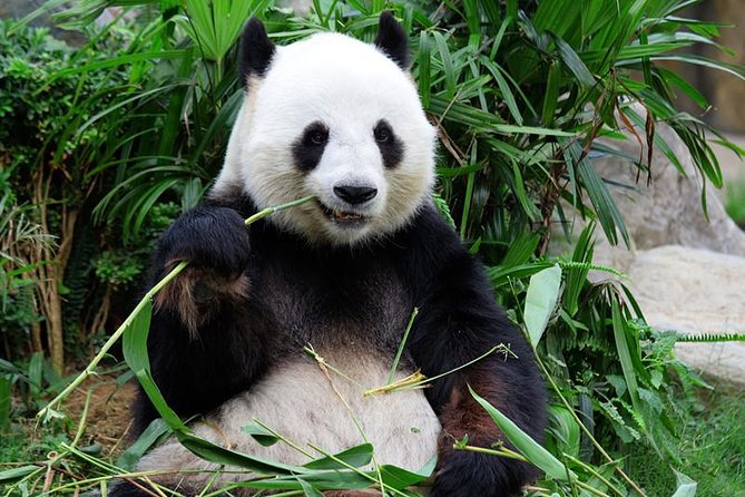 Mini Group: One-Day Panda and Chengdu Lifestyle Highlights Tour