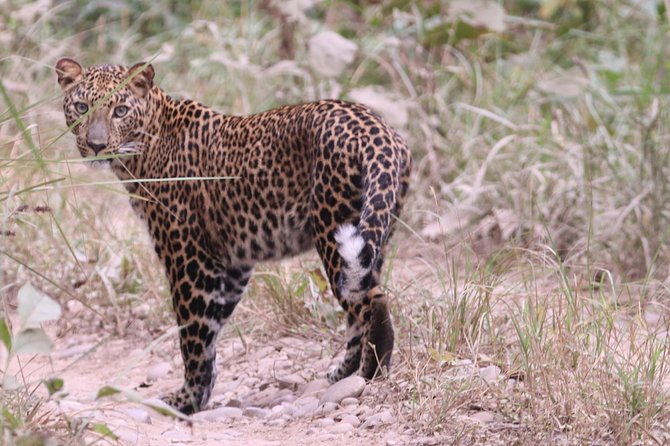 Mission Tiger, 4 Days Tour Inside Chitwan National Park. - Tour Overview