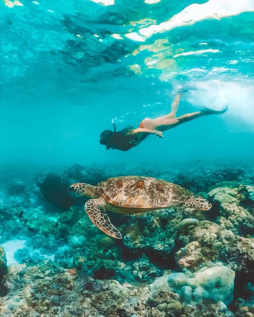 Moalboal Marvels: Island Hopping Paradise, Sardines Run