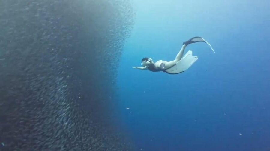 Moalboal: Pescador Island & Mantayupan Falls Adventure!