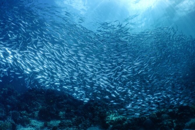 Moalboal Sardines Run Private Tour