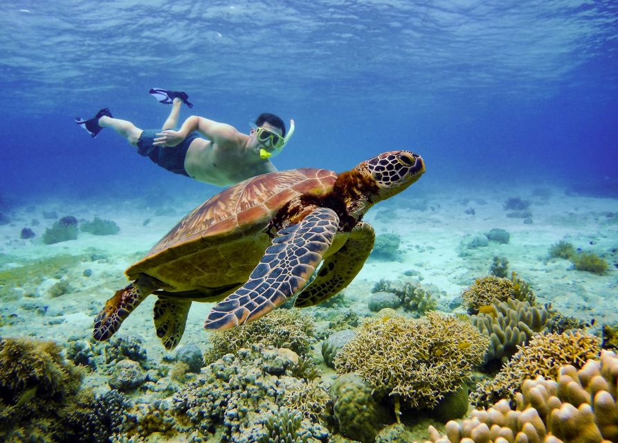 Moalboal Sardines & Turtle Snorkeling and Kawasan Falls Tour