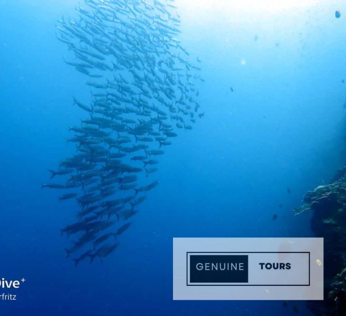 Moalboal: Scuba Diving With the Sardine and Sea Turtles