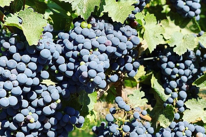 Moment Tour Tasting - Highlights of the Tour