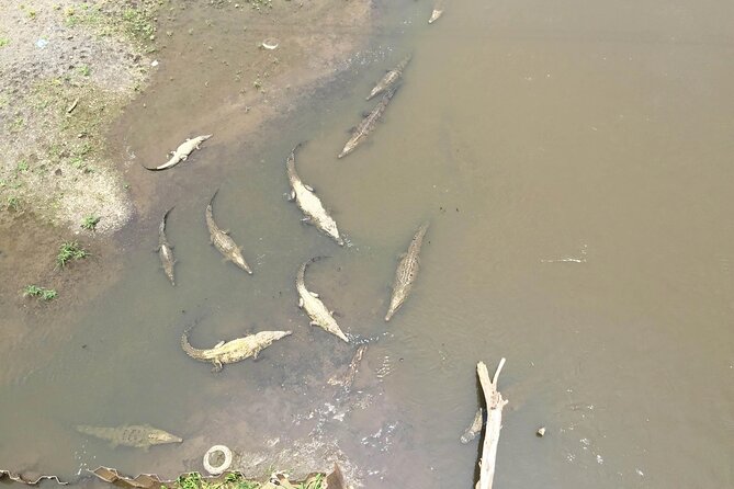 Monkey Tour From Jaco and Crocodile Bridge With Typical Breakfast