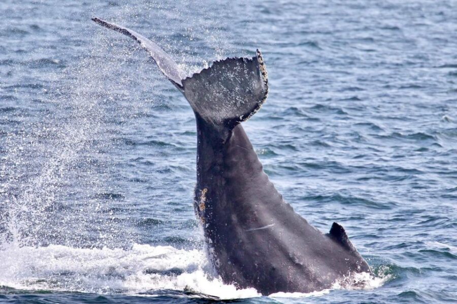 Monterey: Whale Watching Cruise
