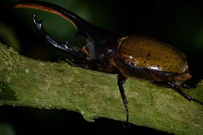 Monteverde Cloud Forest Guided Night Walk